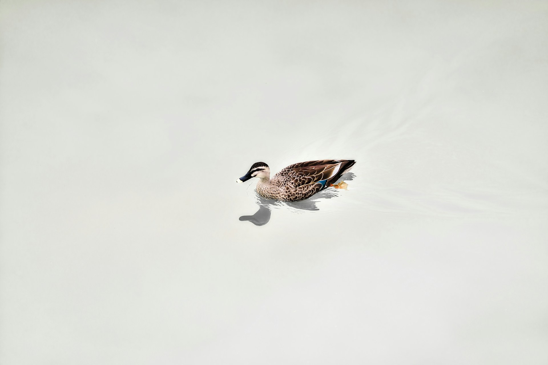 Picture of a Duck